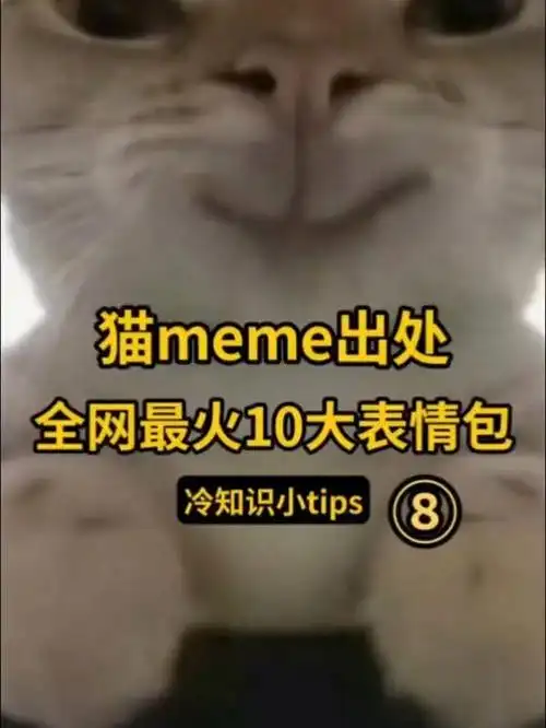 盘点最火的猫meme10大表情包,出处都在哪?