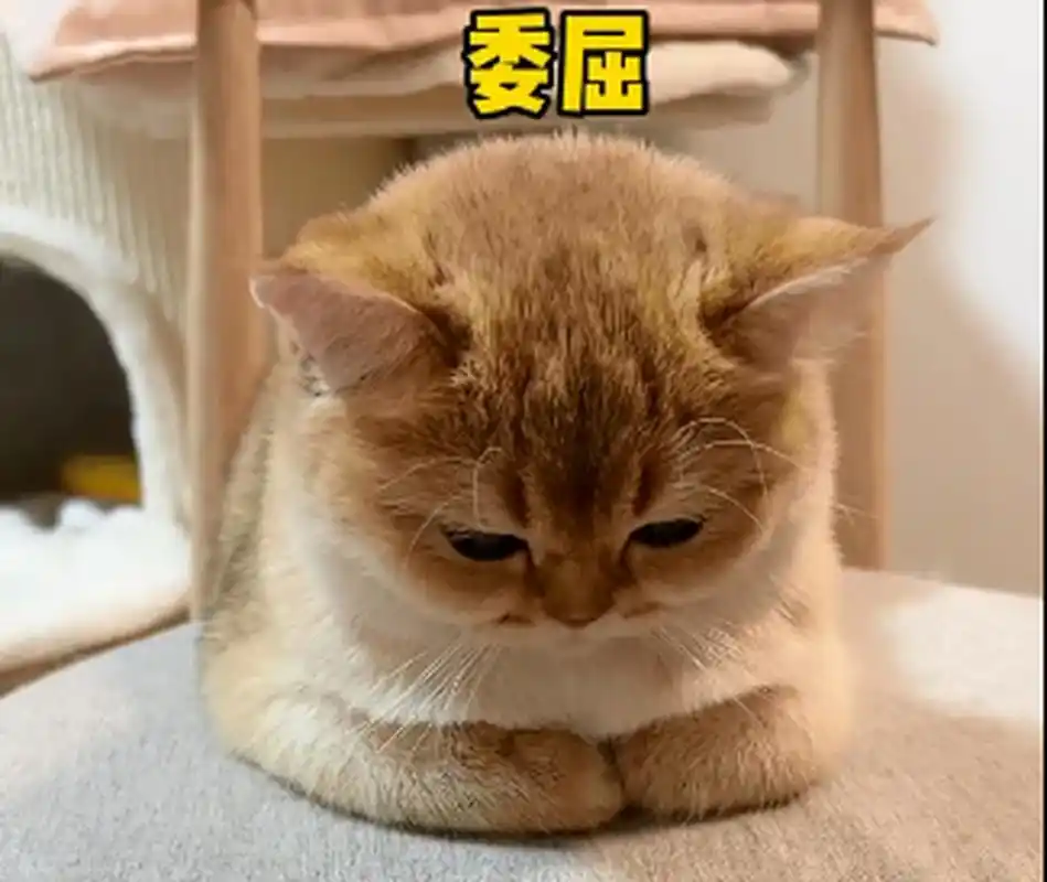 四只小猫同时揣手手!不愧是一家人