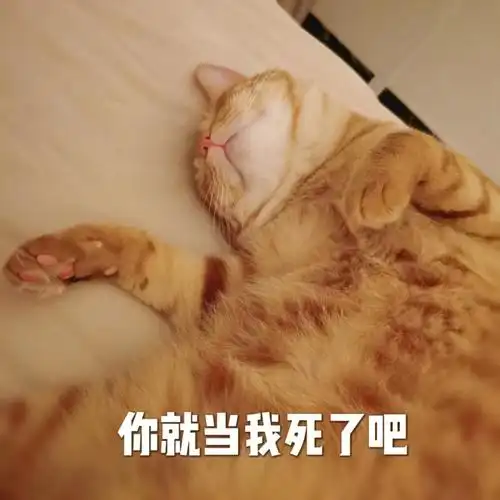 我家宠物好可爱#我家宠物好可爱个屁#吸猫#橘猫#猫咪表情包