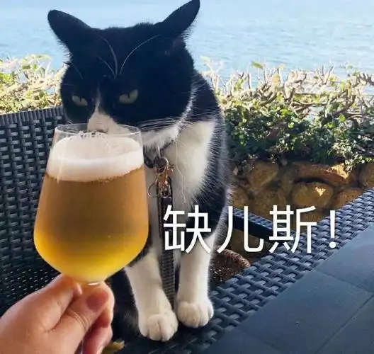 萌宠喵星人干杯啤酒庆祝喝酒gif动图_动态图_表情包下载_soogif