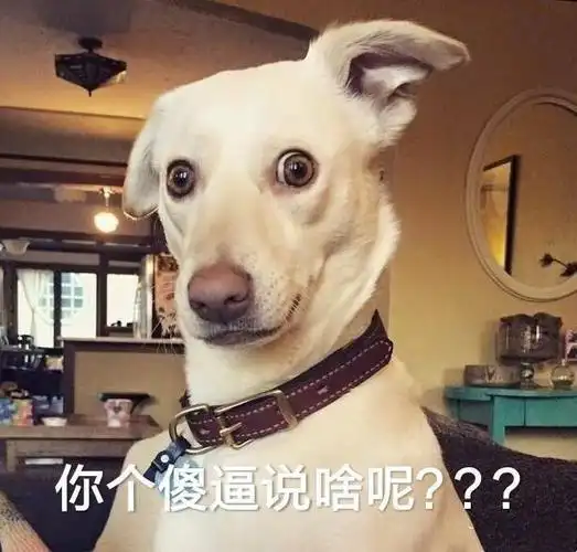 萌宠汪星人你个傻逼说啥呢搞怪逗gif动图_动态图_表情包下载_soogif