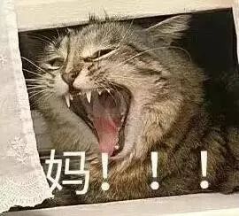 当你妈微信经常不理你,你可以发一发这个