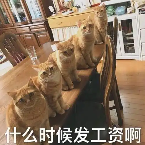 什么时候发工资啊(猫咪)_猫咪_发工资_时候_什么表情