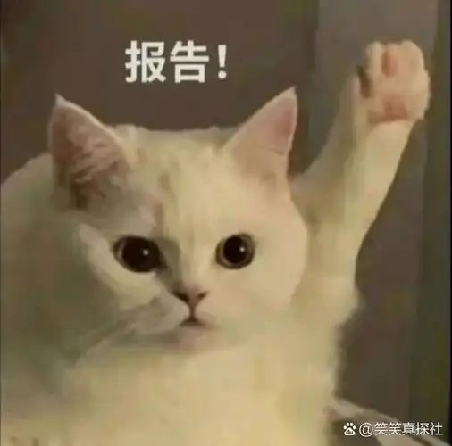 小猫咪举手手～表情包分享