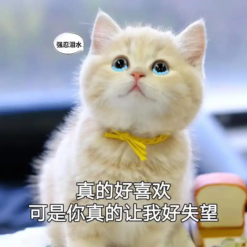 真的好喜欢,可是你真的好让我失望#猫咪表情包#表情包#艾特-抖音