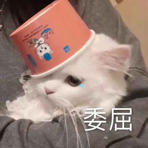 可爱小猫表情包