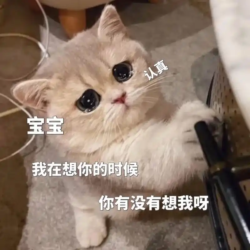 猫咪表情包#表情包-抖音