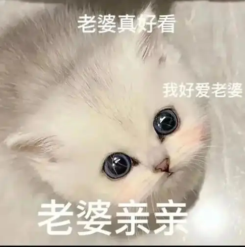 萌宠猫咪亲亲真好看呆萌可爱gif动图_动态图_表情包下载_soogif