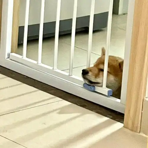 柴犬一定要笼养了吗