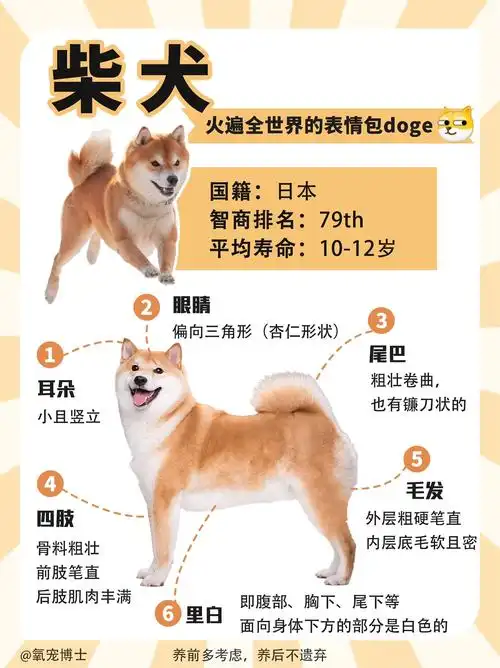 柴犬科普|火遍全世界的表情包doge