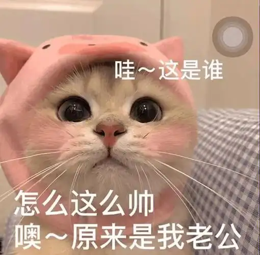 可爱的猫咪老公奴来喽