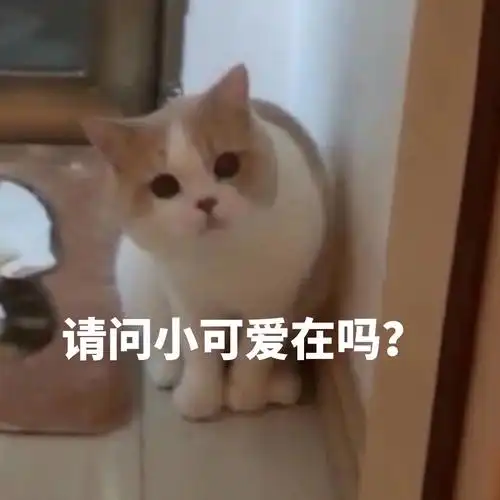 请问小可爱在吗猫咪表情包猫咪小可爱请问表情