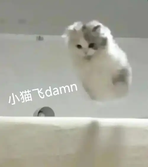 表情包|小猫飞damn