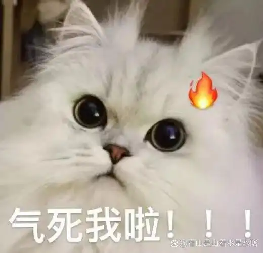 猫咪生气表情包,快发给你们的对象