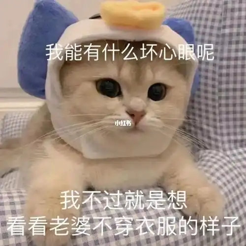 表情包#表情包分享#可爱#猫#色色#早上好