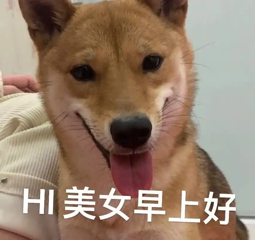 柴犬抱抱姐新出炉表情包-抖音