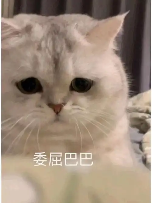 委屈猫猫表情包