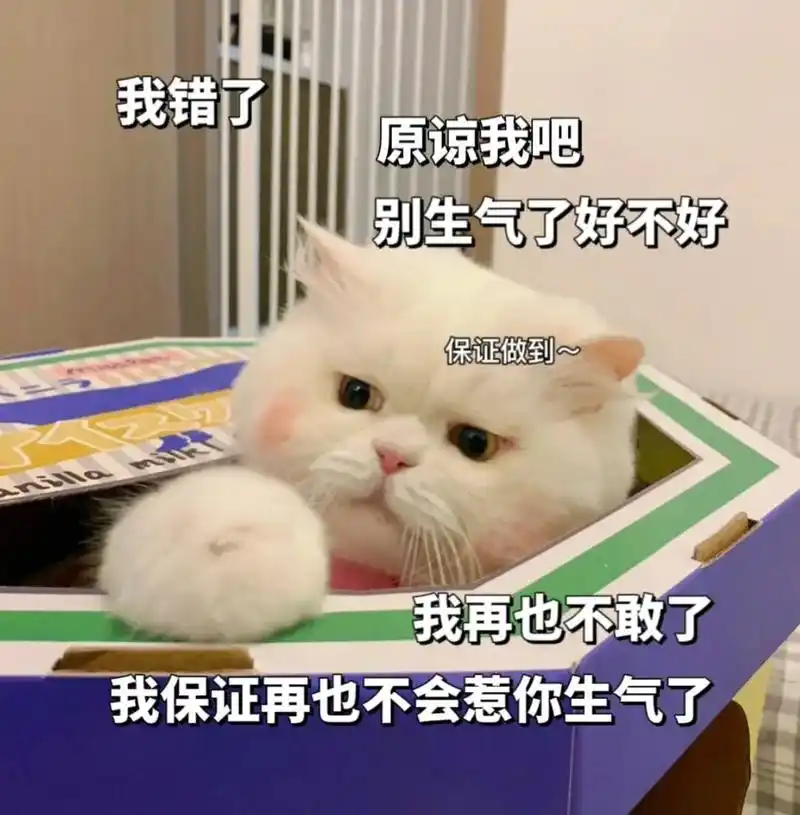 道歉猫猫表情包[可怜]求亲亲抱抱#道歉表情包##猫咪表情包##恋爱