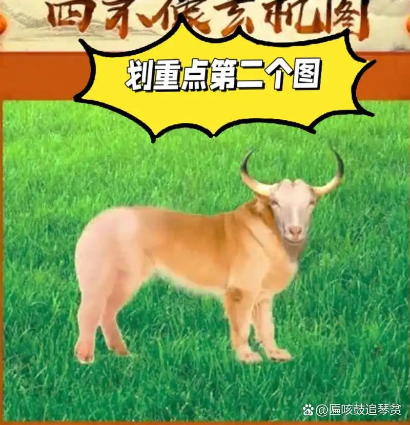 203四不像玄机,龙飞凤舞