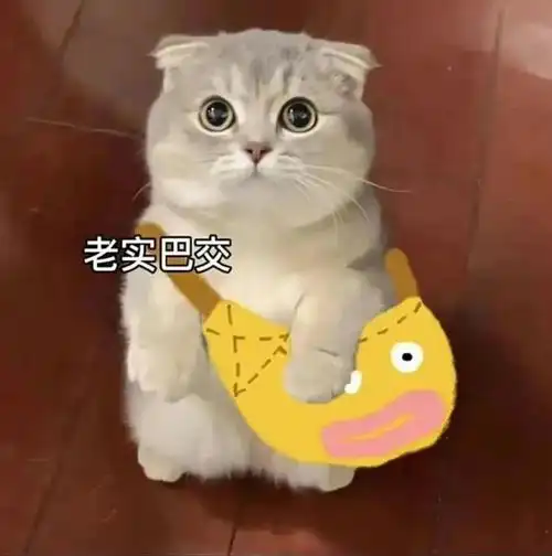 小猫咪表情包