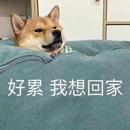 让全小红书都知道我的宝贝#笔记灵感#柴犬日常#表情包柴犬