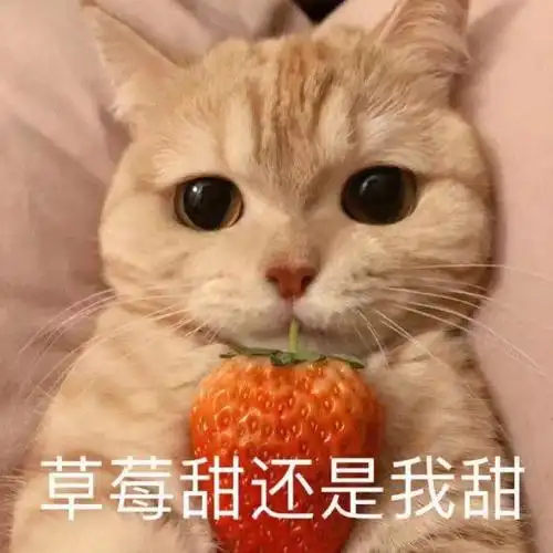 草莓甜还是我甜_卖萌_猫咪吃草莓-皮蛋表情包