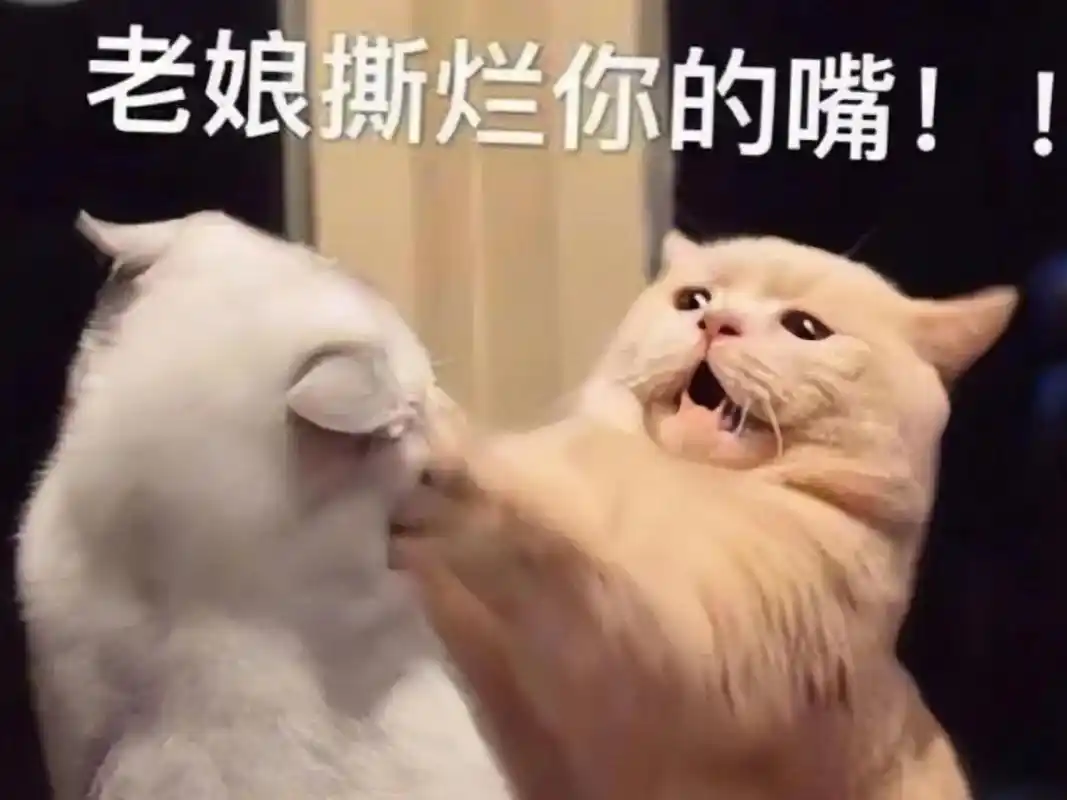 暴走小猫咪来了,斗图我就没输过#猫咪表情包#斗图表情#情-抖音