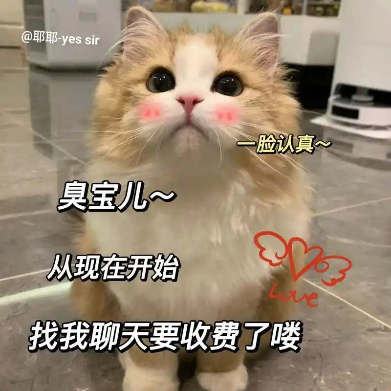 臭宝儿～从现在开始找我聊天要收费了喽#猫咪表情包#情侣表情-抖音