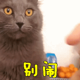 猫咪别闹gif动图_动态图_表情包下载_soogif