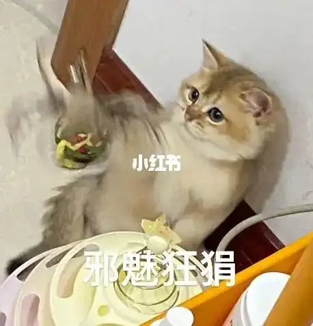 wow猫猫表情包