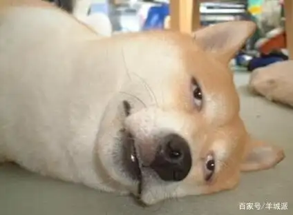 热成狗了!铲屎的快来给朕洗澡