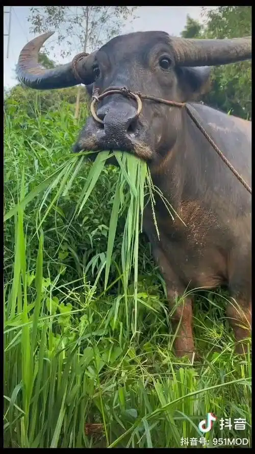 老牛吃嫩草