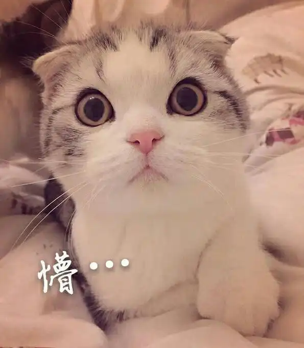 猫咪一脸懵逼可爱萌萌哒gif动图_动态图_表情包下载_soogif