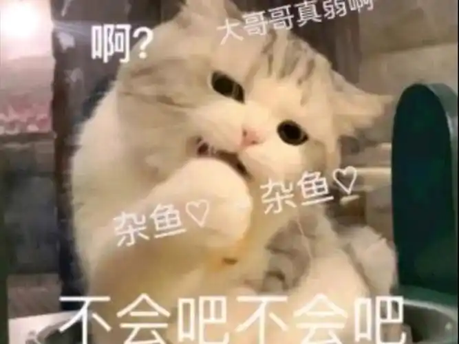 自己来我家求包养的狸花小猫咪